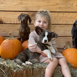 Cardigan Welsh Corgi and Dachshund Puppies from Rosewick Kennels
