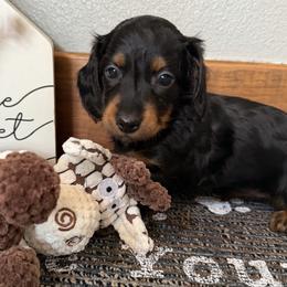 Tally - Black and tan female Dachshund puppy in Keota, Oklahoma from Skyview Doxie Ranch