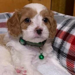 Bentley - Cavapoo puppy from Precious Puppies