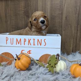 Poodle Puppies from Celestial Jewels Poodles