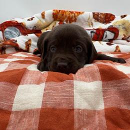 Blue - Chocolate male Labrador Retriever puppy in Heath Springs, South Carolina from Rich Hill Retrievers