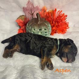 Aspen - Phantom male Poodle puppy in Grover Beach, California from Central Coast Poodle Paws
