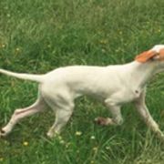 Basenjis, German Wirehaired Pointers, and Pointers from Mountain View Kennel