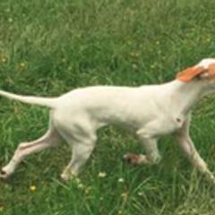 Basenjis, German Wirehaired Pointers, and Pointers from Mountain View Kennel