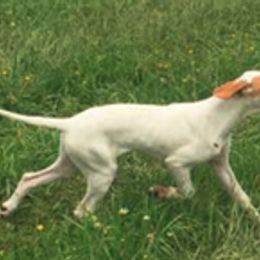 Basenjis, German Wirehaired Pointers, and Pointers from Mountain View Kennel