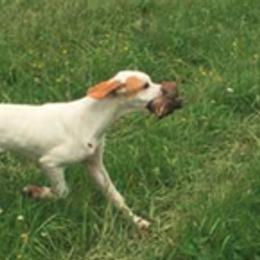 Basenjis, German Wirehaired Pointers, and Pointers from Mountain View Kennel