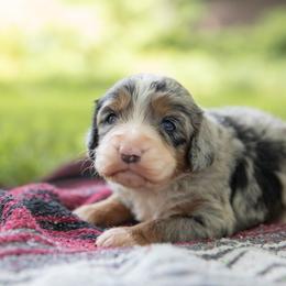 Girl 7 - Blue merle female Aussiedoodle puppy in Mountain Home, Arkansas from Amos and Oak Doodles