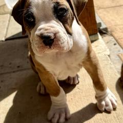 Dana - Brindle female Boxer puppy in Hattiesburg, Mississippi from Sisco Boxers Tennessee