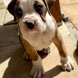 Dana - Brindle female Boxer puppy in Hattiesburg, Mississippi from Sisco Boxers Tennessee