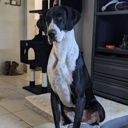 Janice - Great Dane