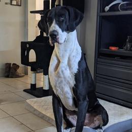 Janice - Great Dane