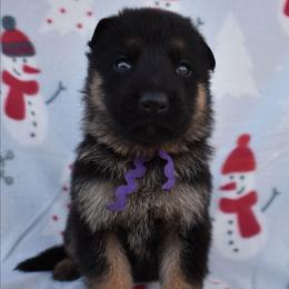Purple Girl - Black and tan female German Shepherd puppy in Grants Pass, Oregon from Granville German Shepherds
