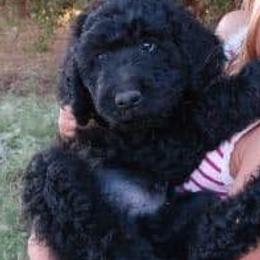 Poodles from Jackie's Poodles