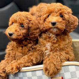 Ruge - Red  male Goldendoodle puppy in Brandon, Florida from Murphys Doodles