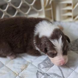 Valor - Tri-color male Border Collie puppy in Watsontown, Pennsylvania from Kate Gresham