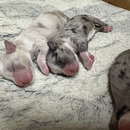 Miniature Australian Shepherd and Toy Australian Shepherd Puppies from Cherry Grove Kennel