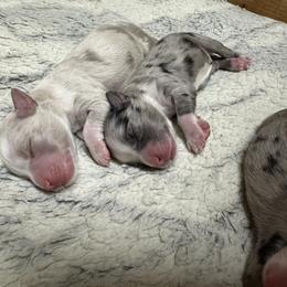Miniature Australian Shepherd and Toy Australian Shepherd Puppies from Cherry Grove Kennel