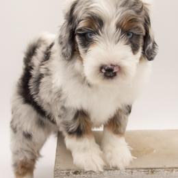 Morris - White Collar - Merle male Bernedoodle puppy in Lehi, Utah from Our Little Farm Life Doodles