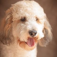 Double Doodles from Oodles of Doodles & Poodles