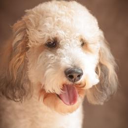 Double Doodles from Oodles of Doodles & Poodles