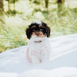 Green collar boy - Brown white and tan male Cockapoo puppy in Missoula, Montana from Big Sky Cockapoos