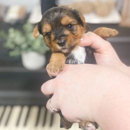 Yorkshire Terrier Puppies from Elaine’s Pup Co.