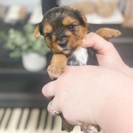 Yorkshire Terrier Puppies from Elaine’s Pup Co.