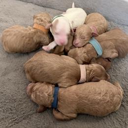 Pink Laika - Red  female Goldendoodle puppy in Cincinnati, Ohio from KSchott Kennels