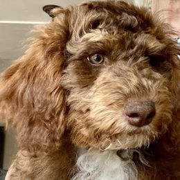 Girl 1 - Bernedoodle puppy in Newport, New York from Snuggle Me Doodles