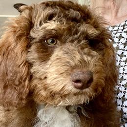Girl 1 - Bernedoodle puppy in Newport, New York from Snuggle Me Doodles