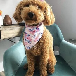 "Mom " Goldendoodle Puppies from Proctor’s Petite Goldendoodles