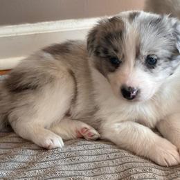 Girl 3 - Slate merle female Border Collie puppy in Jonesboro, Arkansas from Hampton Border Collies