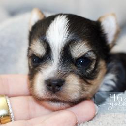 Tex - Black and tan male Yorkshire Terrier puppy in Austin, Texas from H6 Yorkies