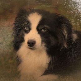 Elle - Toy Australian Shepherd