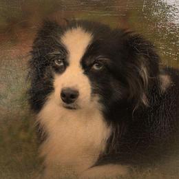 Elle - Toy Australian Shepherd