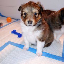 Guinevere - Sable and white female Shetland Sheepdog puppy in Aliquippa, Pennsylvania from Fancypants Shetland Sheepdogs