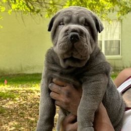 Chinese Shar-Pei from Kelli's Chinese Shar-Pei