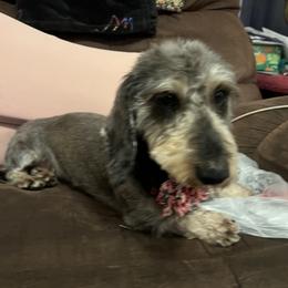 Chicken - Dachshund