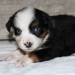 Platinum - Black tri Miniature Australian Shepherd puppy in Paris, Texas from Kuttin’ Up Mini Aussies