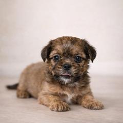 Jester - Blue and tan male Shorkie puppy in Delta, Colorado from SATA Kennels