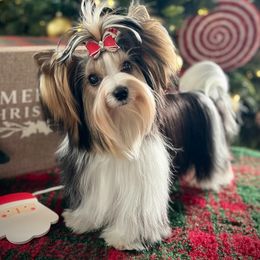 Juliet - Biewer Terrier