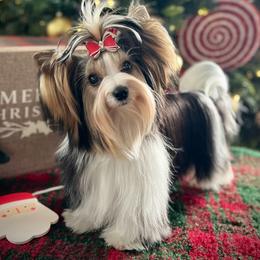 Juliet - Biewer Terrier