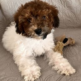 SHYLO - Parti female Assorted Doodle Crosses puppy in Auburn, Massachusetts from Poochon Paw