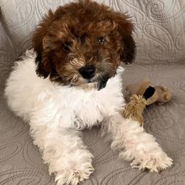 SHYLO - Parti female Assorted Doodle Crosses puppy in Auburn, Massachusetts from Poochon Paw