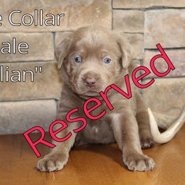 Labrador Retriever Puppies from Silver Dollar Labs