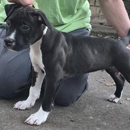 American Staffordshire Terrier Puppies from Shaner's Amstaffs