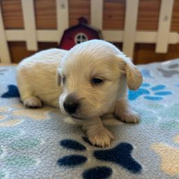 Wolfgang - Cream male Dachshund puppy in Trenton, Kentucky from Promise Land Puppies