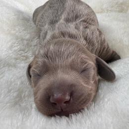 Beckham - Fawn (isabella) and tan male Dachshund puppy in Wallingford, Kentucky from Hensley Homestead Dachshunds