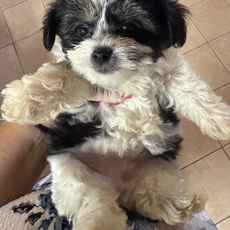 Goldendoodle, Maltipoo, and Yorkipoo Puppies from Doodle Pups Fur-Ever