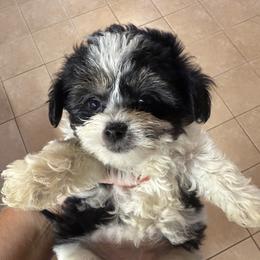 Goldendoodle, Maltipoo, and Yorkipoo Puppies from Doodle Pups Fur-Ever